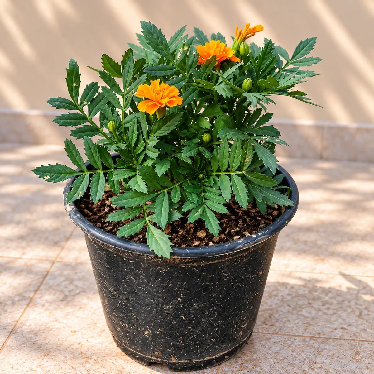Marigold French Flower Plant In 6 Inch Pot