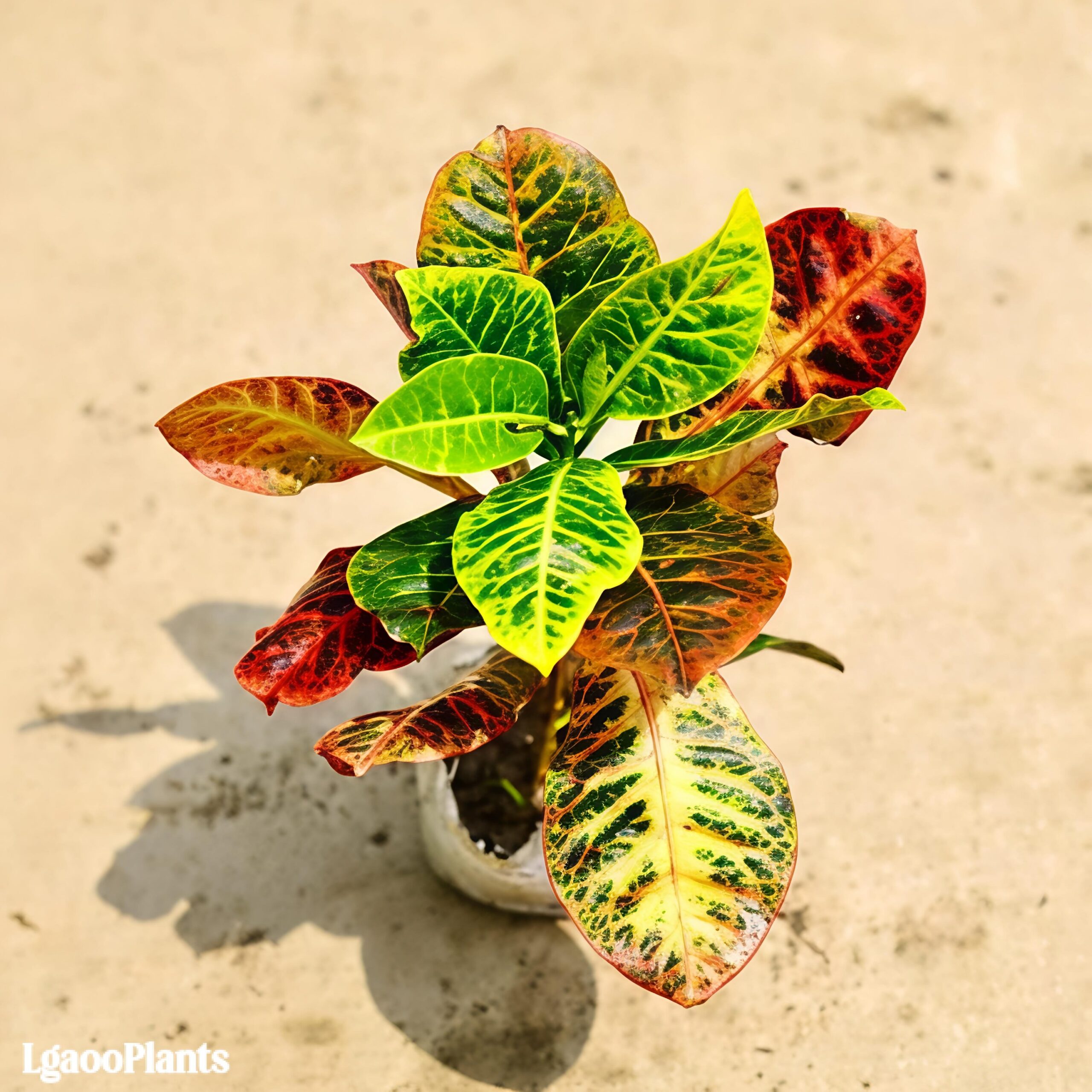 Croton Petra Plant In 4 Inch Bag