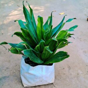 Dracaena Compacta Plant Online | Indoor Plant