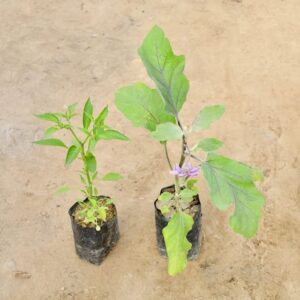Set Of 2 – Mirch And Baigan | Hybrid Vegitable