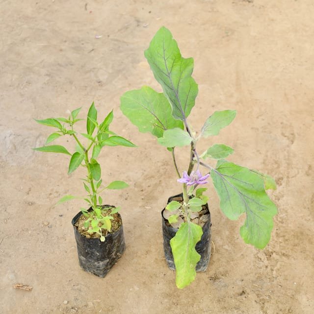 Set Of 2 - Mirch And Baigan | Hybrid Vegitable