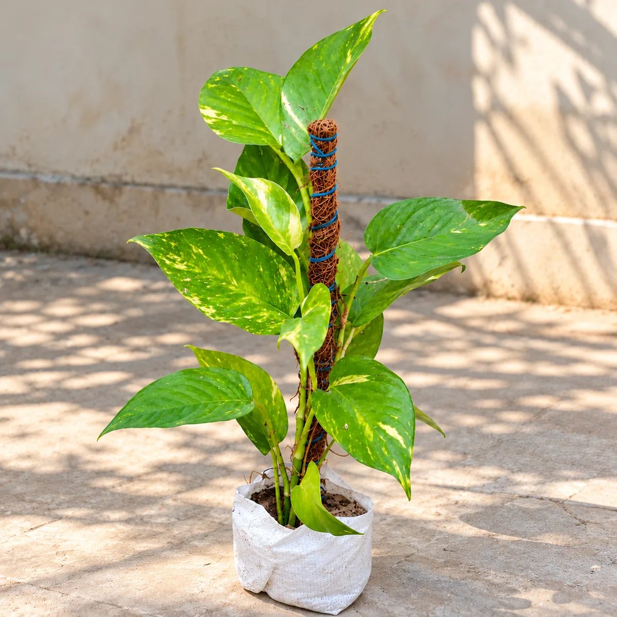 Money Plant With Stick In 4 Inch Bag