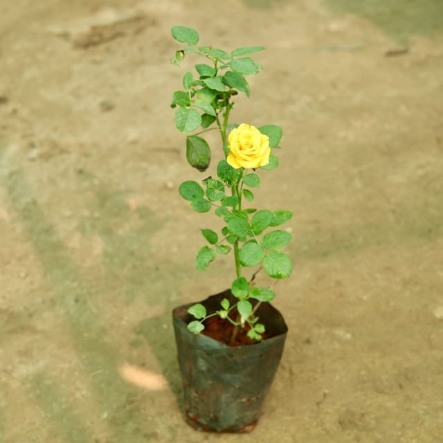 Yellow Rose English / English Gulab In 8 Inch Bag