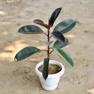 Rubber Plant In 8 Inch White Pot – Indoor Plant