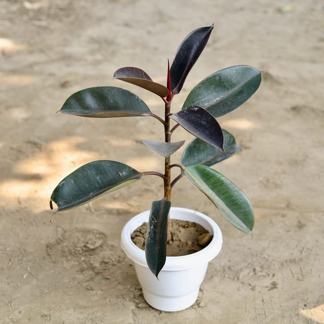 Rubber Plant In 8 Inch White Pot - Indoor Plant