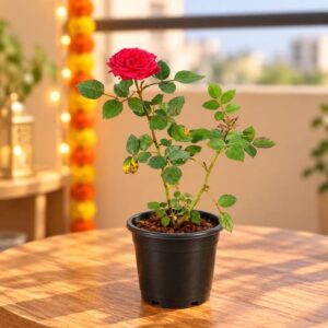 English Rose Plant In 6 Inch Pot