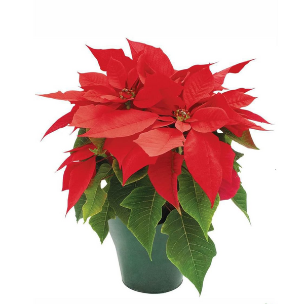 Poinsettia Plant In 6 Inch Pot -Indoor Plant