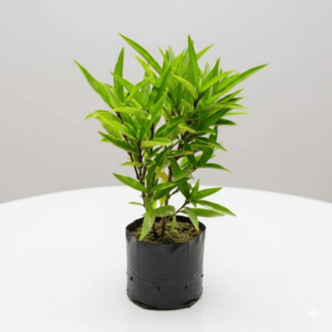 Sukh Shanti Plant – LgaooPlants