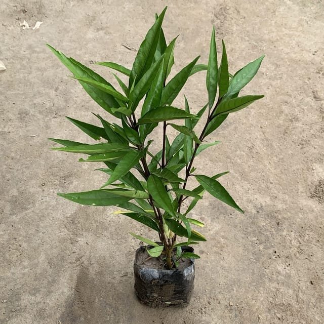 Sukh Shanti Plant - LgaooPlants