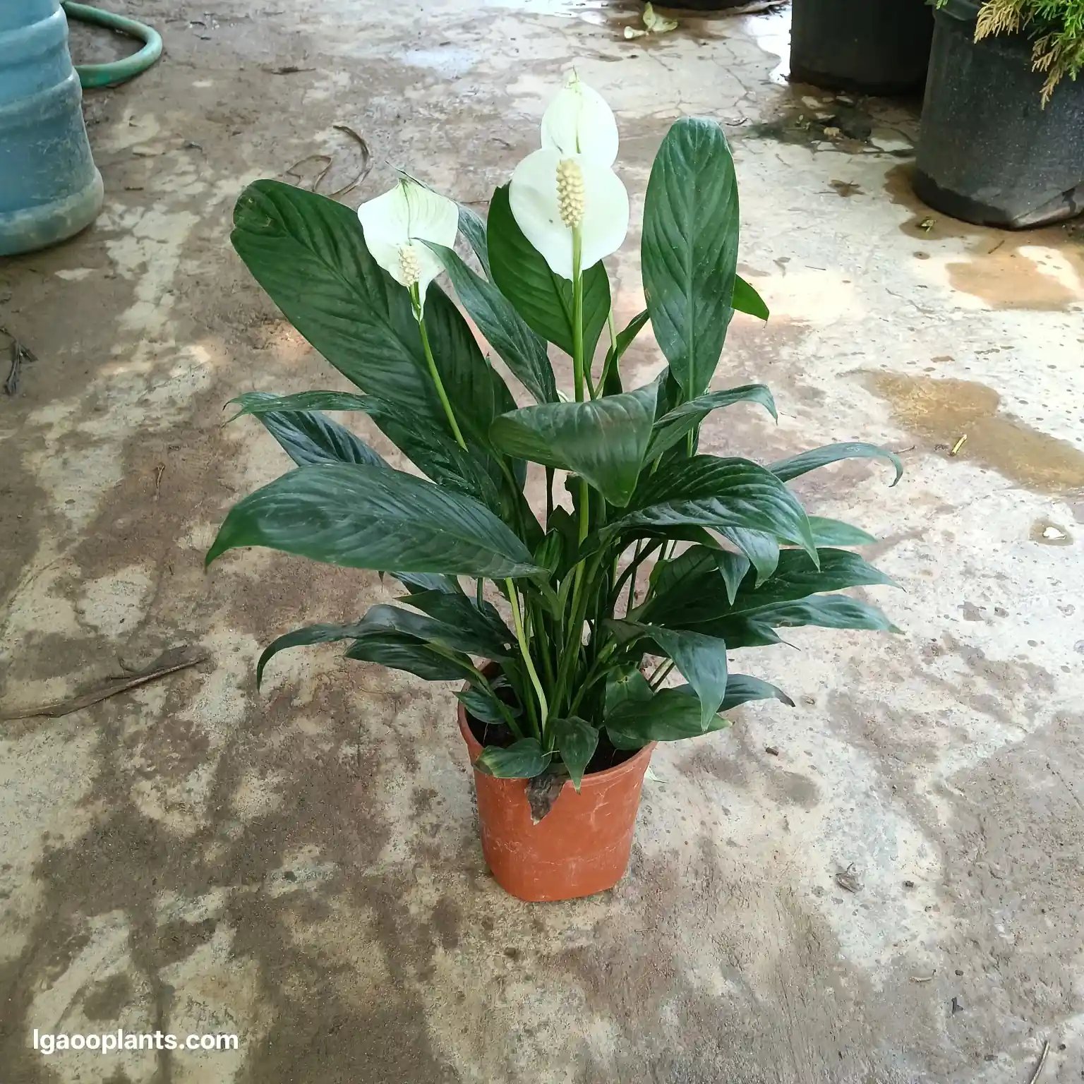 Peace Lily Plant Online - Indoor Plant