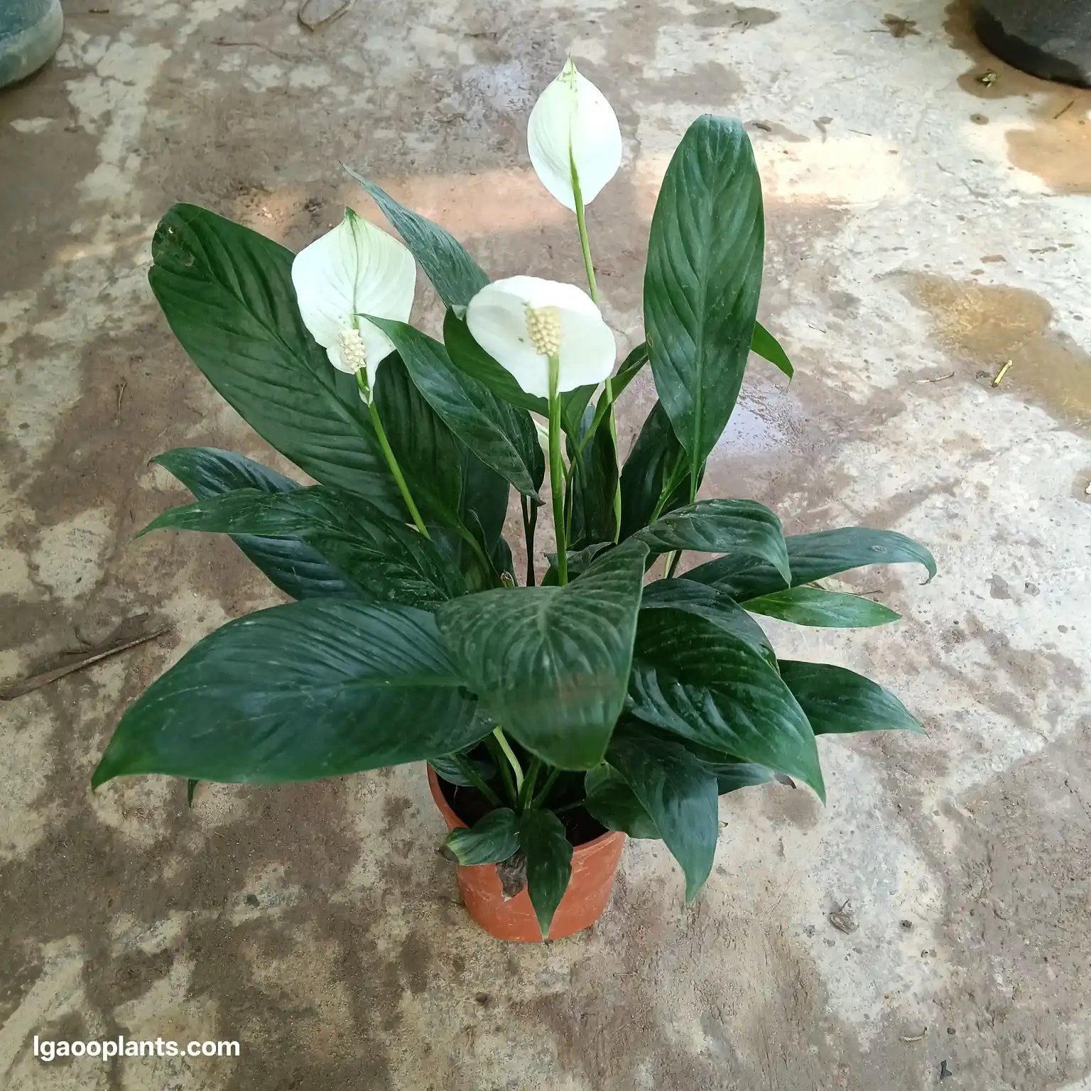 Peace Lily Plant Online - Indoor Plant