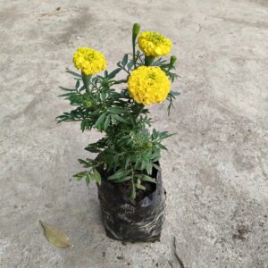 Marigold Yellow Flower Plant