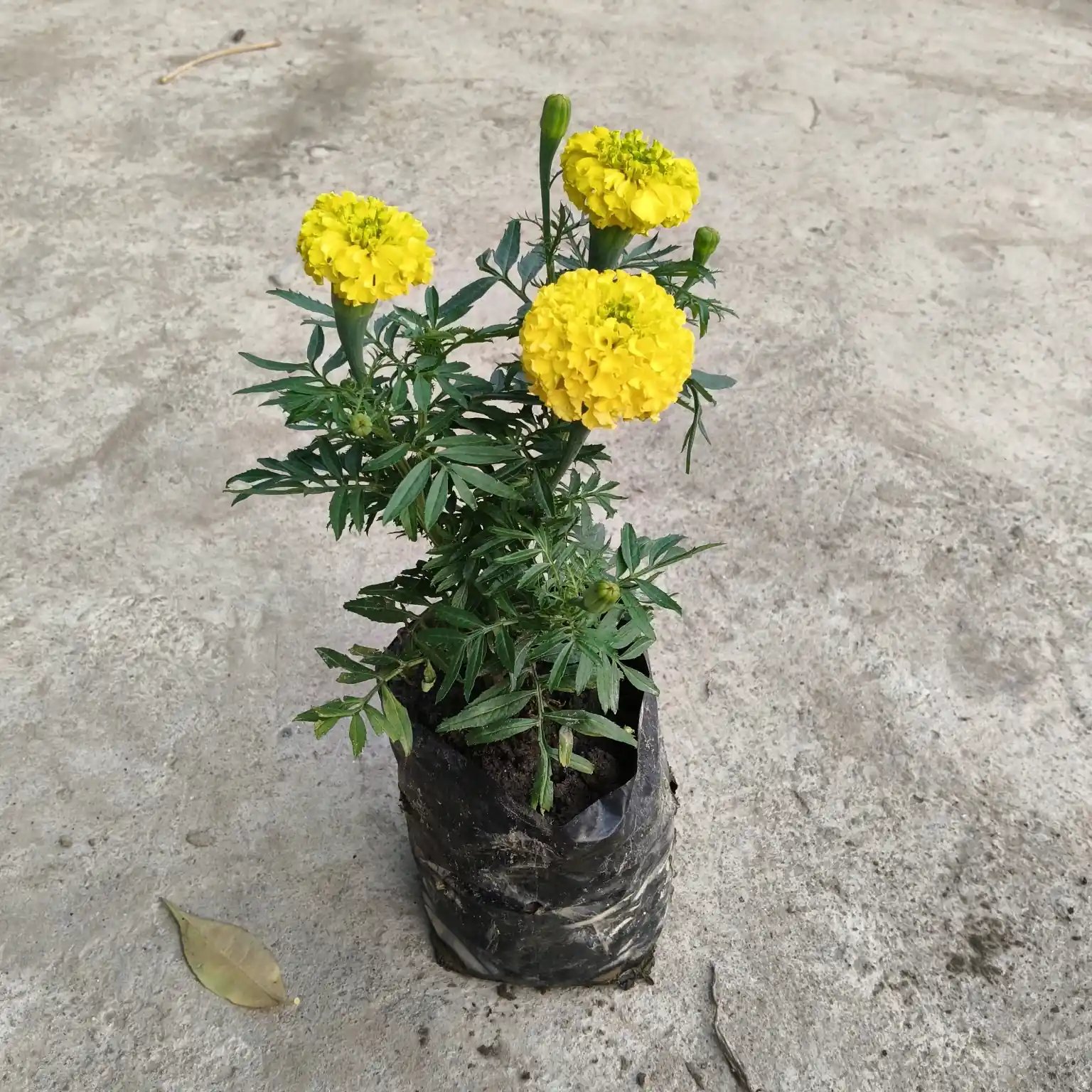 Marigold Yellow Flower Plant