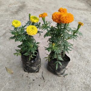 Marigold Flower Plant – Set Of 2