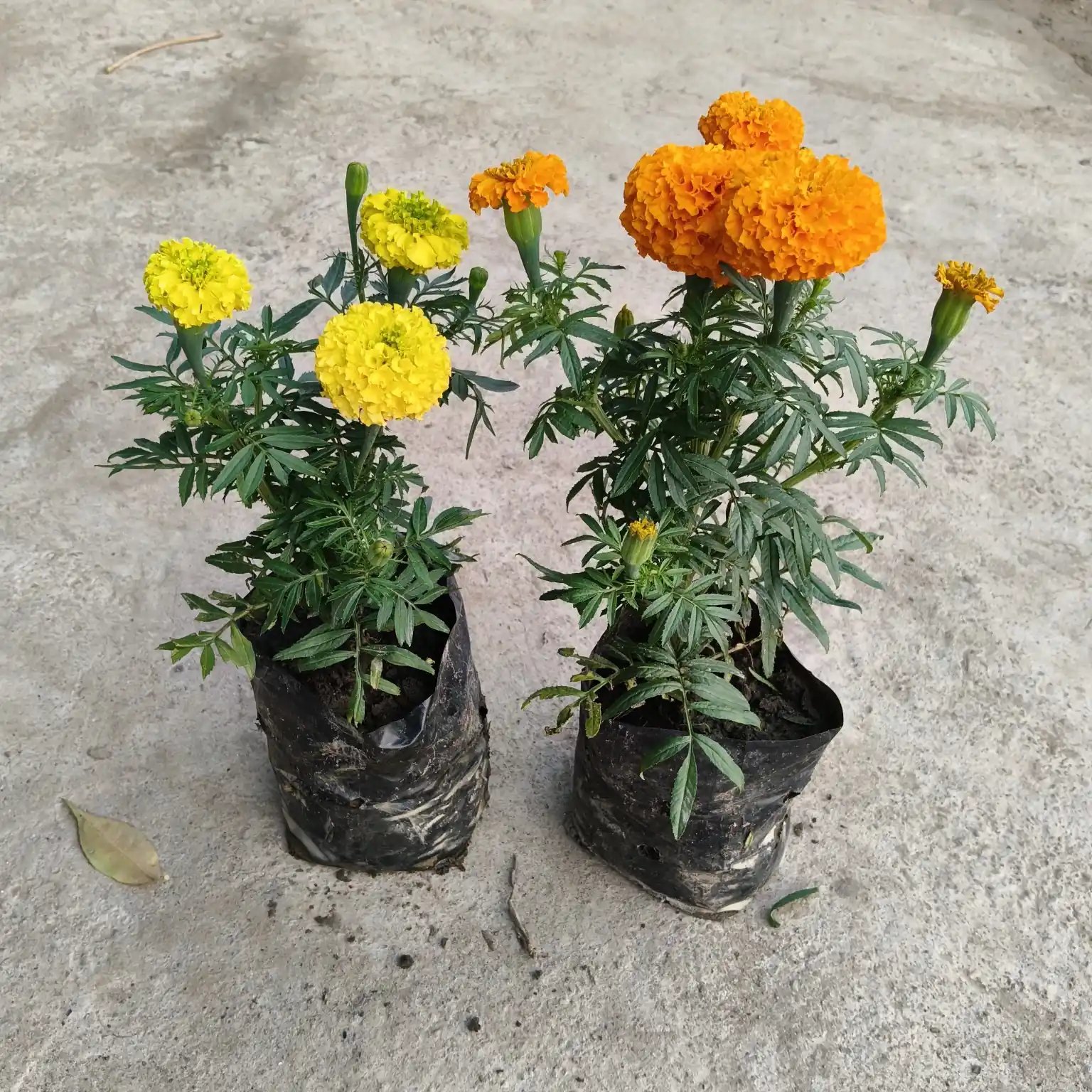 Marigold Flower Plant - Set Of 2