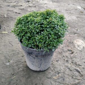 Table Kamini Plant In 6 Inch Pot