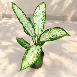 Aglaonema Pinky Plant – Indoor Plant