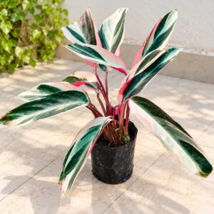 Calathea Plant – Indoor Plant
