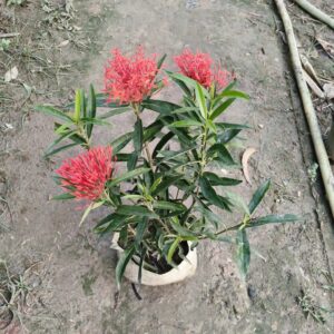 Ixora Red Plant In 8 Inch Bag