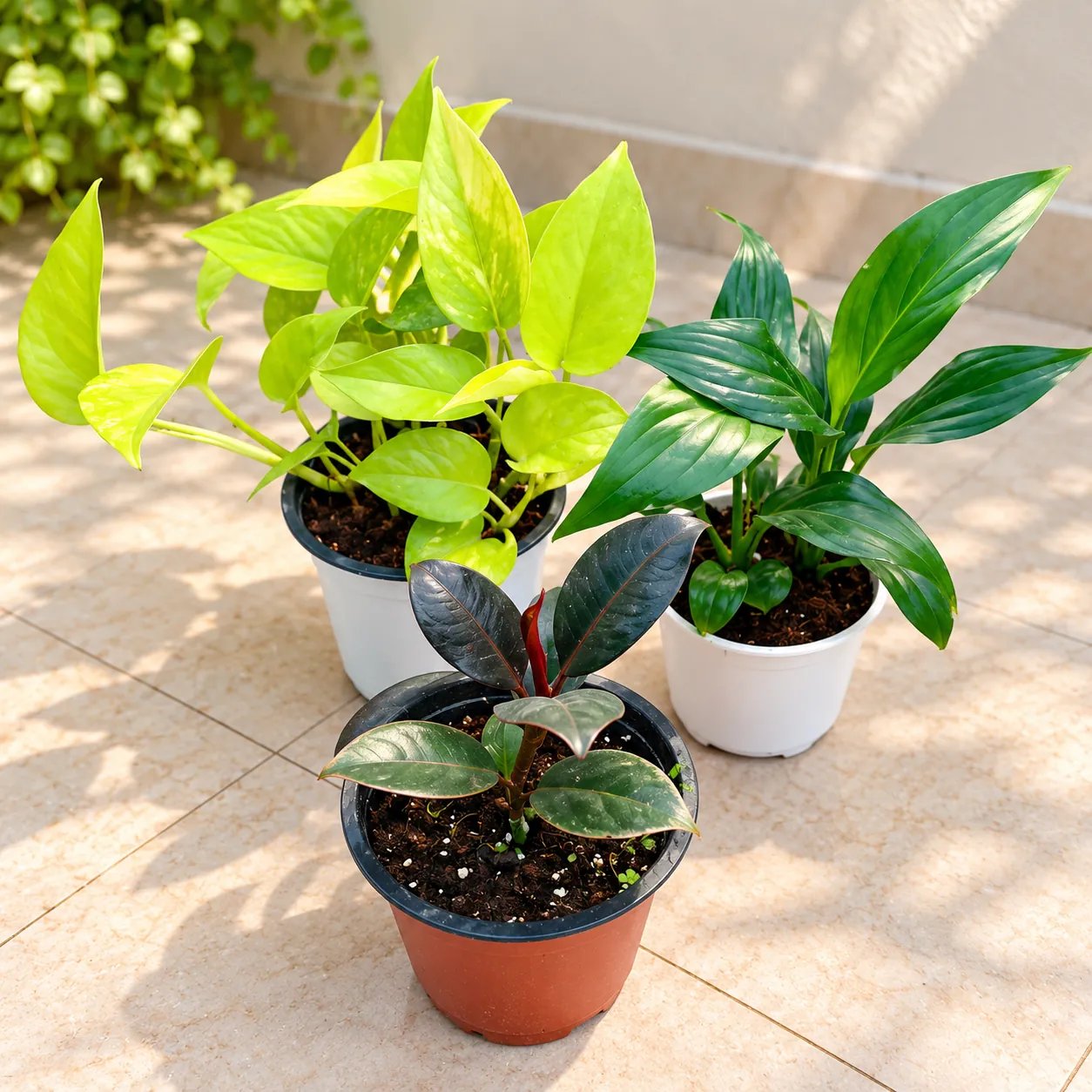 Set Of 3 Air Purifying Plants - Peace lily, Golden Money Plant And Rubber Plant