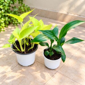 Golden money plant and Peace lily In 4 Inch Pot