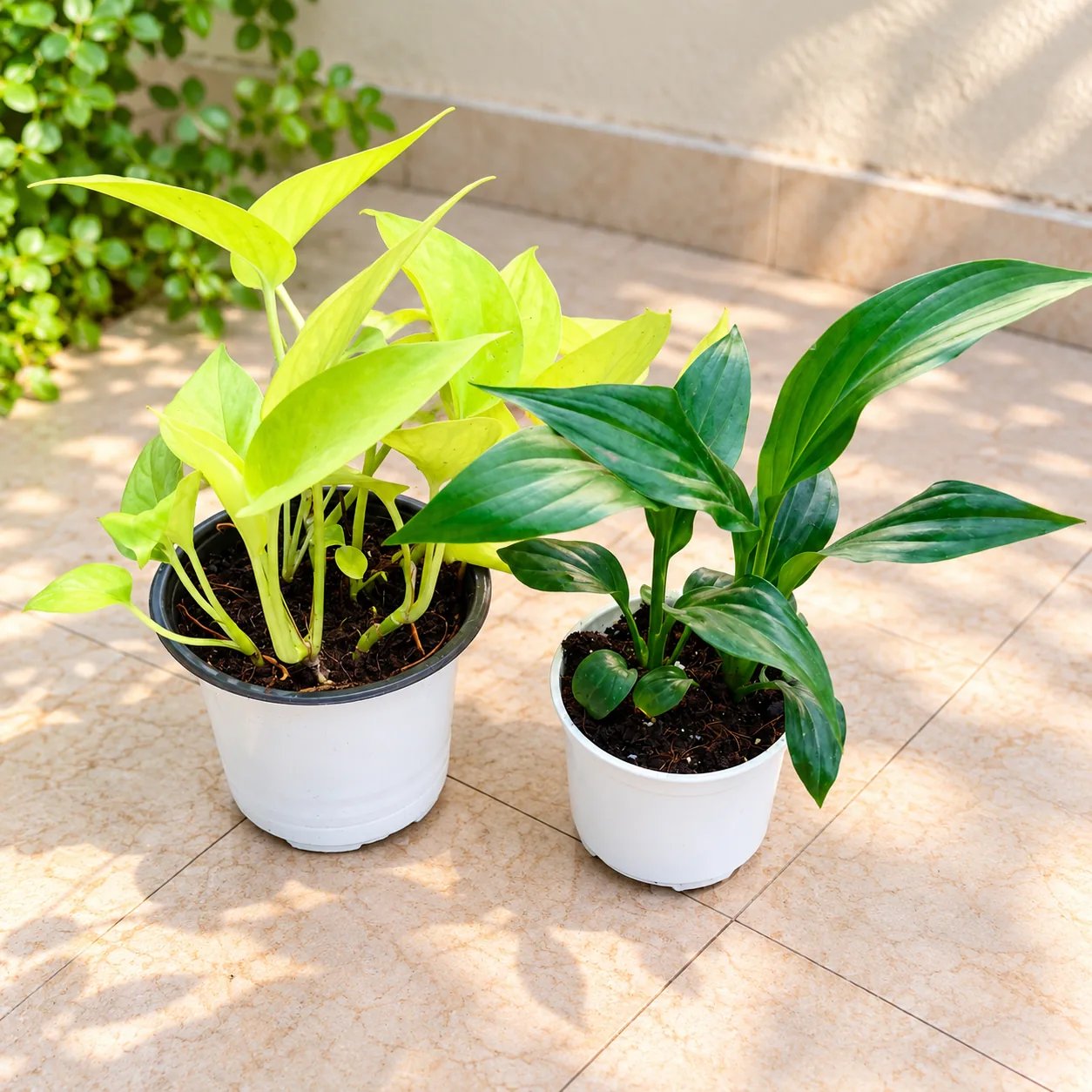 Golden money plant and Peace lily In 4 Inch Pot