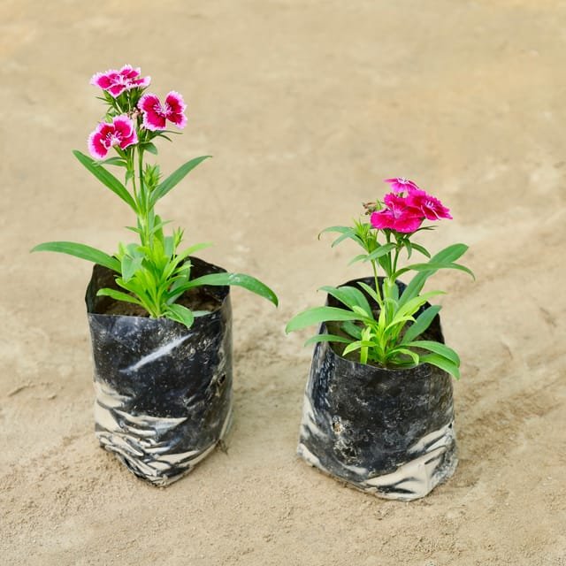Dianthus Flower Plant - Winter Flower