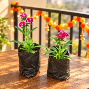 Dianthus Flower Plant – Winter Flower