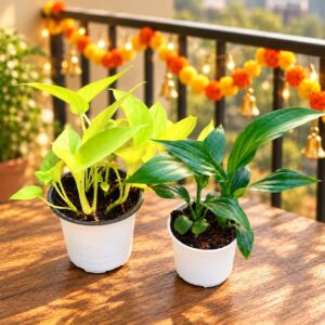 Golden money plant and Peace lily In 4 Inch Pot