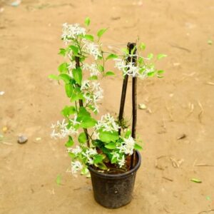 Clematis vine / Ranjai Bel In  8 Inch Po