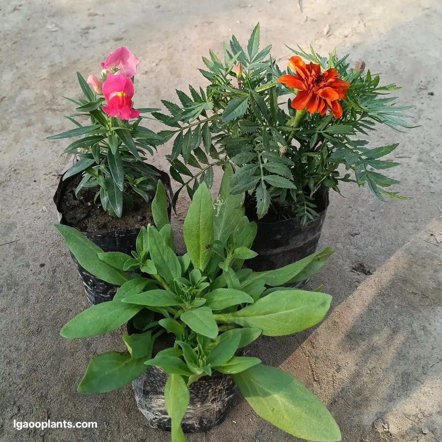 Marigold, Petunia & Dog Flower - Set Of 3 Winter Flower