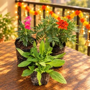 Marigold, Petunia & Dog Flower – Set Of 3 Winter Flower