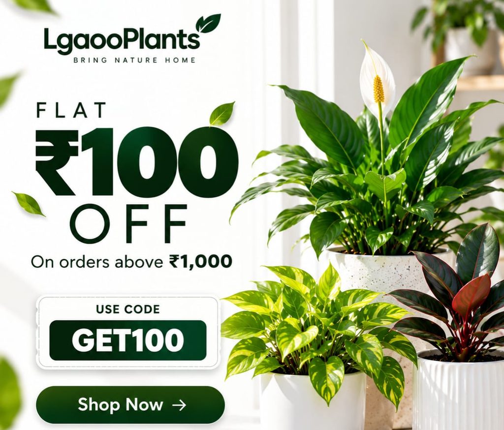 Festival Sale offer